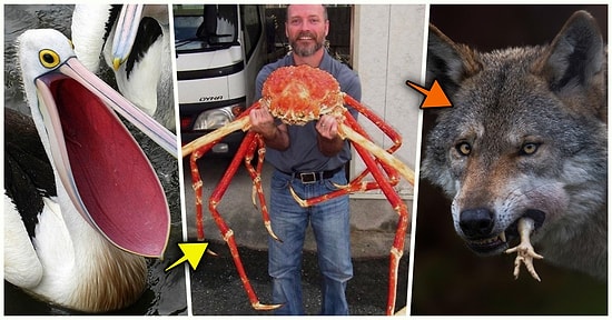 Doğanın Korkutucu Yüzünü İliklerinize Kadar Hissetmenize Sebep Olacak Birbirinden Ürkütücü 17 Yeni Fotoğraf