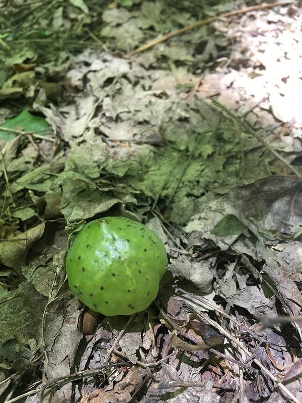 13. «Размером с шарик для пинг-понга, внутри полый»