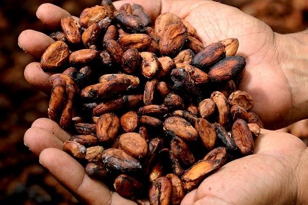 3. Kakao çekirdekleri, Orta Amerika'da ilk kez Mayalar tarafından yiyecek veya giyim gibi şeyler karşılığında takas malzemesi olarak kullanılan para birimi biçimiydi.
