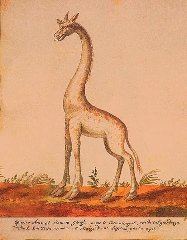 1808-1828 arasındaki bir tarihte Padişah II. Mahmud'a hediye edilmek üzere İstanbul'a bir zürafa gönderildi.
