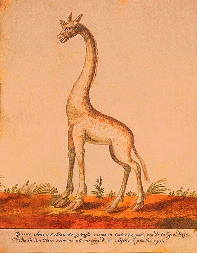 1808-1828 arasındaki bir tarihte Padişah II. Mahmud'a hediye edilmek üzere İstanbul'a bir zürafa gönderildi.