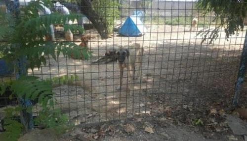 'Açlıktan Taş Kesilip Öldüklerini Gördüm' Tire'deki Hayvan Barınağının İçler Acısı Hali Tepki Çekiyor