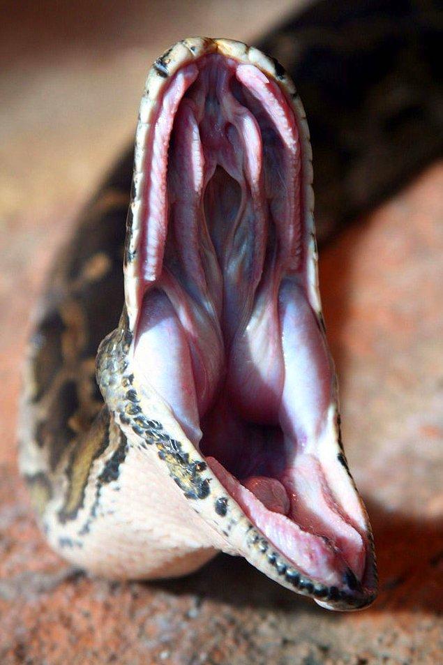 15. Bir yılanın esnediği an: