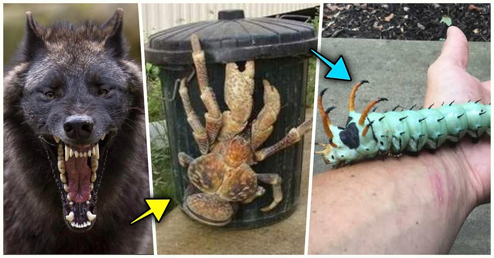 Doğanın Korkutucu Yüzünü İliklerinize Kadar Hissetmenize Sebep Olacak Birbirinden Ürkütücü 19 Yeni Fotoğraf