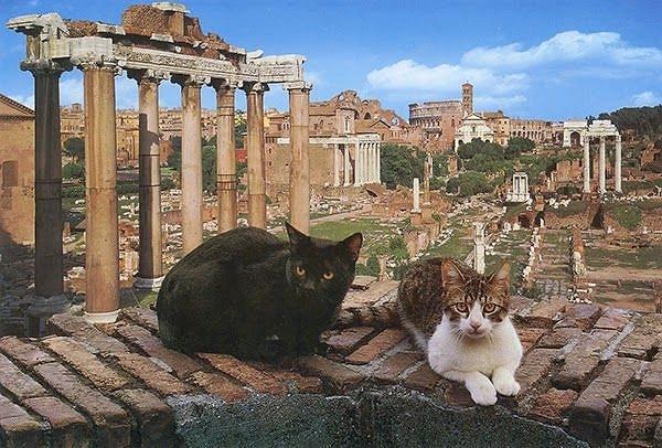 9. Roma'da Sezar'ın öldürüldüğü antik tapınak günümüzde kedilerin evi haline gelmiştir.
