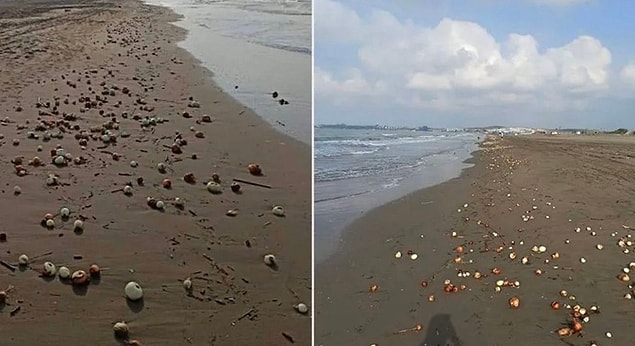 7. Bahçe Plajı'na gelen soğanlar