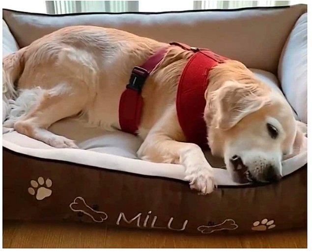 Büyük XL Boy Köpek Yatağı Kahverengi Bej