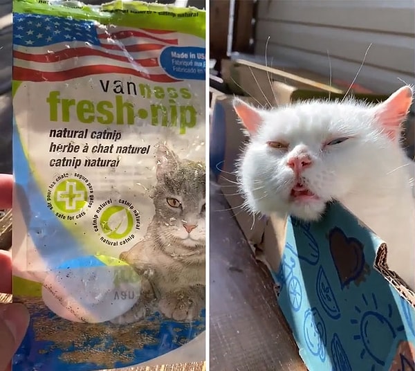 4. Думаю, мы никогда не узнаем, что случилось с кошачьей мятой