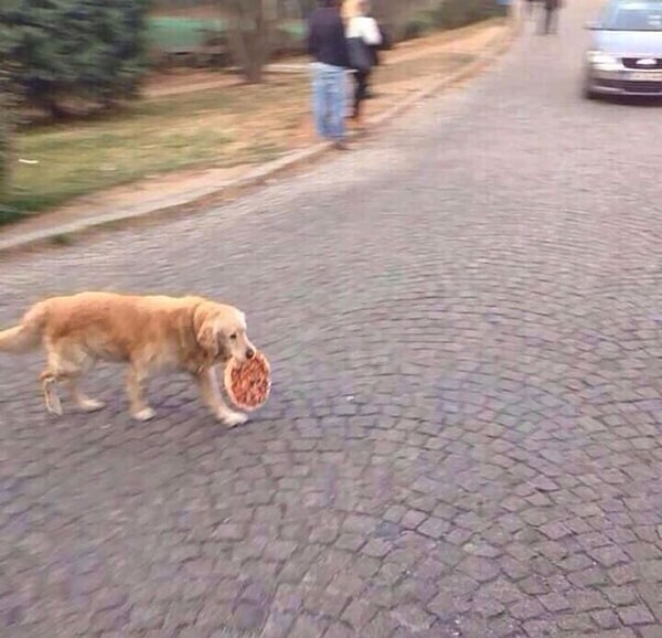 14. Догго крадет пиццу с папперони