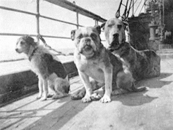 3. Titanik'te olan 12 köpekten hayatta kalan üçü.