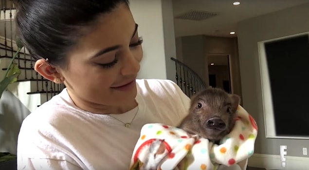 7. Kylie'nin domuz yavrusunu tavuk sanması...