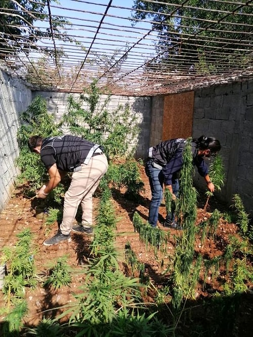 Evinde Kenevir Yetiştiren Adanalı: 'Şeker Hastasıyım, Çok Faydasını Gördüm'