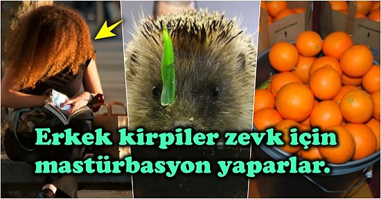 Size ‘Hayatında Duyduğun En Garip Şey Ne?’ Diye Sorulduğunda Aralarından Kolaylıkla Seçebileceğiniz 12 Absürt  Bilgi