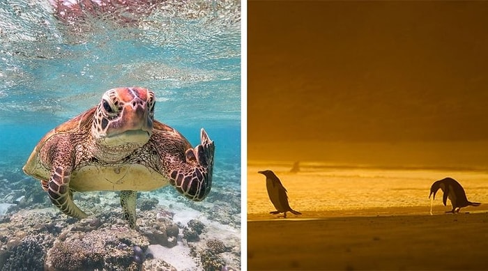 30 самых смешных фотографий дикой природы от финалистов конкурса Comedy Wildlife Photography Awards