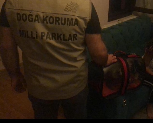 Koko korumaya alındıktan bir süre sonra da İzgi, Koko'yu geri aldığını söylemişti fakat o maymunun Koko olmadığı yeniden ikinci bir maymunu kaçak yollarla satın aldığı ortaya çıkmıştı.