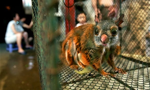 16. Рынки домашнего скота запрещены в некоторых штатах Китая.