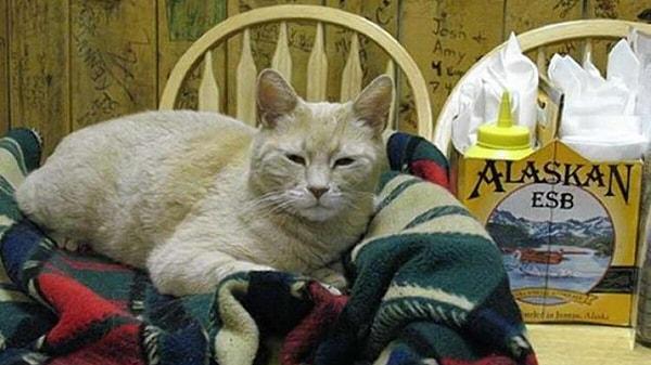 15. Alaska, Talkeetna'da Stubbs isimli bir kedi 15 yıldır belediye başkanlığı yapıyordu.
