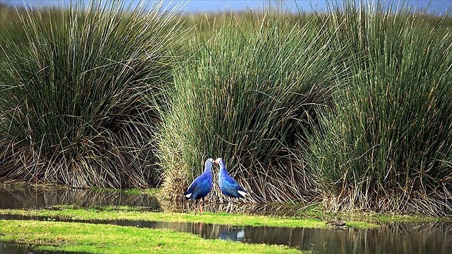 Delta, 2016 yılında UNESCO Dünya Mirası Geçici Listesi’ne alındı