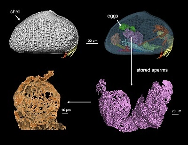 Çin Bilim Akademisi'ne mensup paleontolog He Wang, 100 milyon yıllık spermin üç boyutlu görüntüsünü oluşturmak için bilgisayarlı tomografi kullandı.
