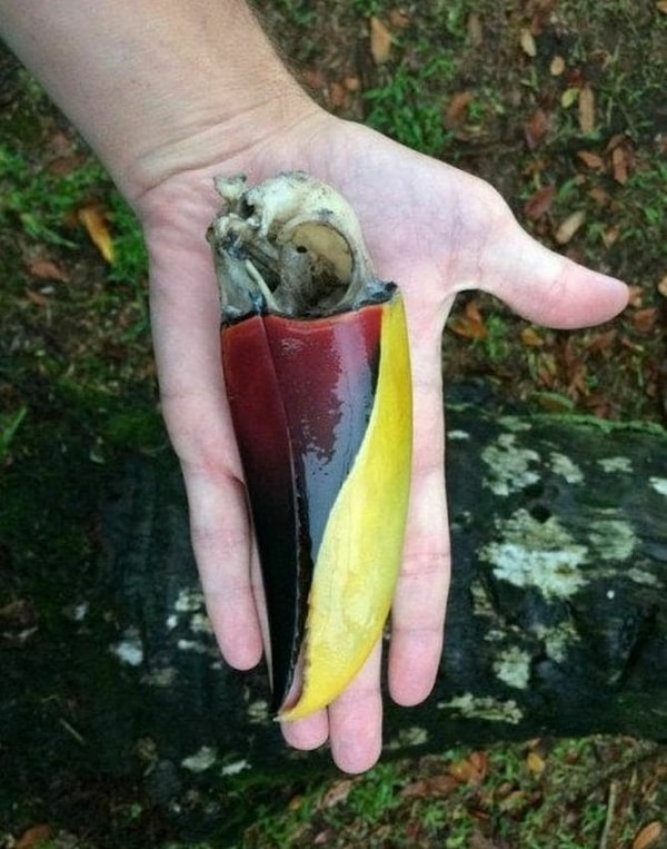 8. Соотношение размеров клюва тукана и его черепа