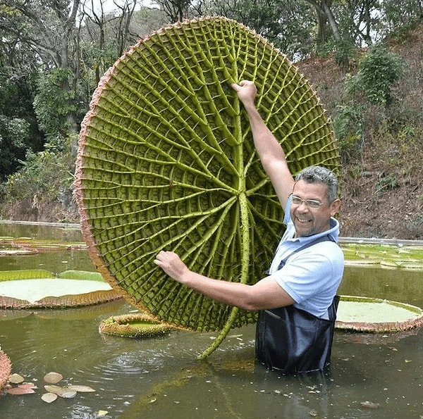 12. Виктория амазонская — не имя королевы, а название огромной кувшинки