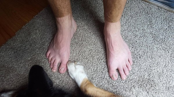 11. Не зря говорят, что питомцы похожи на своих хозяев