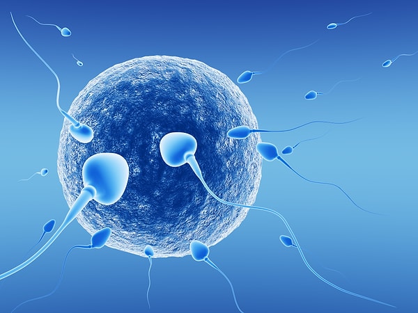 Hepimiz sperm ve yumurta hücresinden meydana geldik.