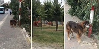 Parkta Oynayan Köpekleri Uzaktan İzleyen Sokak Köpeğinin İnsanın İçini Burkan Görüntüsü