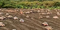 Yumurtalarını Bırakmak İçin Senkronize Bir Şekilde Sahile Çıkan Deniz Kaplumbağaları