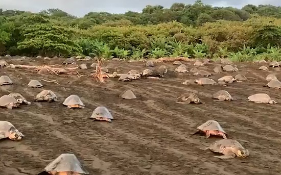 Yumurtalarını Bırakmak İçin Senkronize Bir Şekilde Sahile Çıkan Deniz Kaplumbağaları
