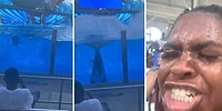 Kendilerini İzlemeye Gelen İnsanlara Küçük Bir Sürpriz Hazırlayan Yunuslar