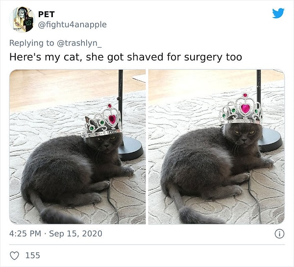29. Мою кошку тоже побрили для операции