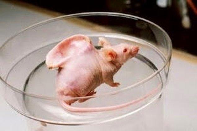 1. Kanser üzerine yapılan araştırmalarda kullanılan bir fare.