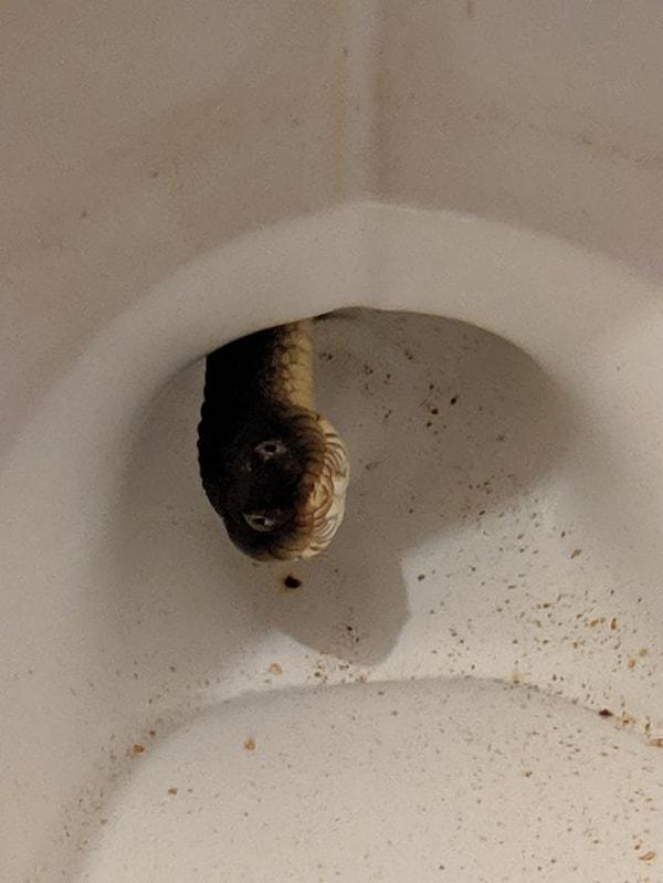 2. "Tuvaletimde su yılanı var."
