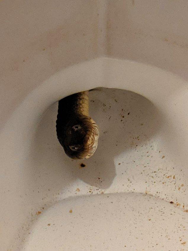 2. "Tuvaletimde su yılanı var."