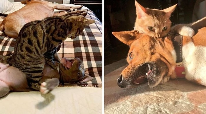 20 самых смешных фото кошек, которые терроризируют и раздражают собак