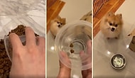 İnsan Dostunun Sayarak Verdiği 2 Tane Mamayı Görünce Sinirlenip Saldırıya Geçen Köpek