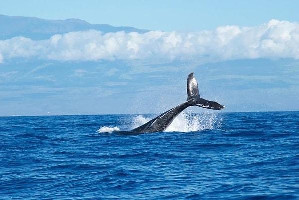 15. 52 Hertz balinası, farklı frekansta ses çıkardığı için diğer balinalarla iletişime geçemez.