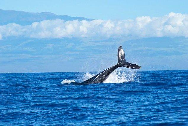15. 52 Hertz balinası, farklı frekansta ses çıkardığı için diğer balinalarla iletişime geçemez.