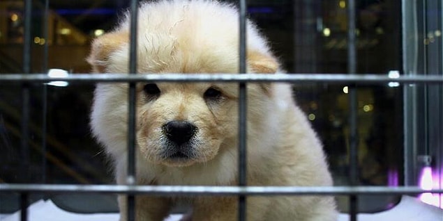 6. Bir malmış gibi hediye olarak pet shoptan hayvan satın alınıyor...