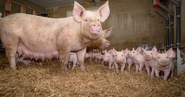6. Yavru domuzlar doğduktan sonra 30 gün boyunca yuvadan ayrılmazlar. Çıktıklarında da yetişkin gibi göründükleri için yavru domuz gören insan sayısı azdır.