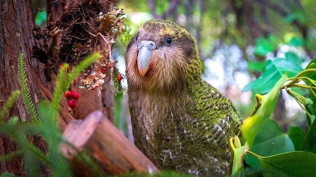 8. Kakapo