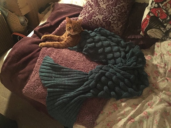 6. «Захожу в комнату и вижу это мистическое существо, развалившееся на моей кровати»