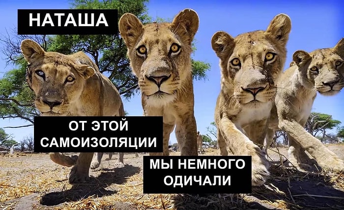 Подборка лучших мемов про "Вставай, Наташа, мы все уронили" и откуда они вообще взялись