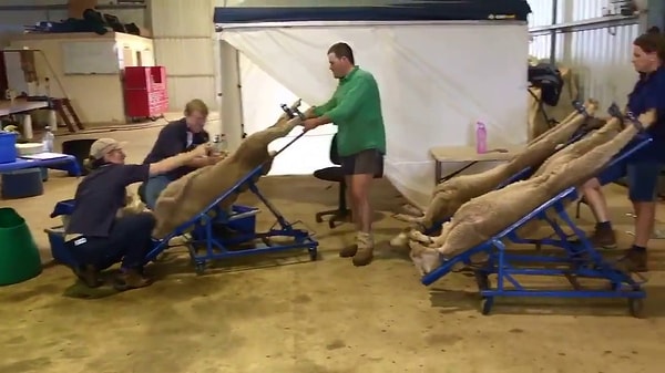 5. Для того, чтобы животные производили больше потомства, их подвергают насильственному осеменению с помощью специальных слингов.