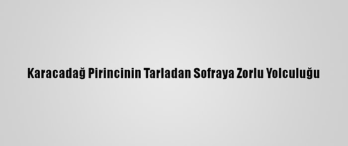 Karacadağ Pirincinin Tarladan Sofraya Zorlu Yolculuğu