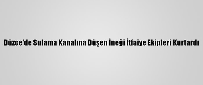 Düzce'de Sulama Kanalına Düşen İneği İtfaiye Ekipleri Kurtardı