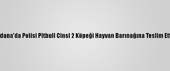 Adana'da Polisi Pitbull Cinsi 2 Köpeği Hayvan Barınağına Teslim Etti