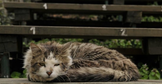 İnsan Beynini Kontrol Edebilir mi? Kedilerden İnsanlara Bulaşan Toxoplasma Gondii Paraziti ile Tanışın