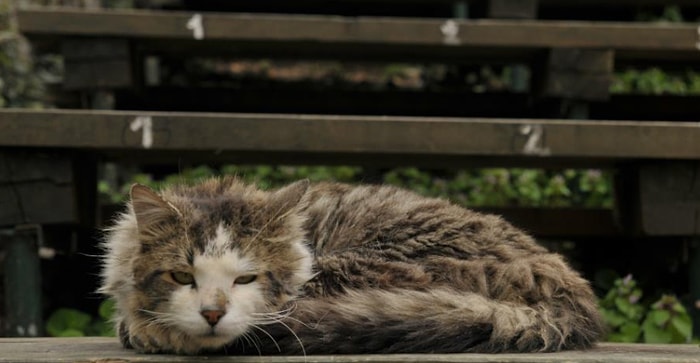 İnsan Beynini Kontrol Edebilir mi? Kedilerden İnsanlara Bulaşan Toxoplasma Gondii Paraziti ile Tanışın